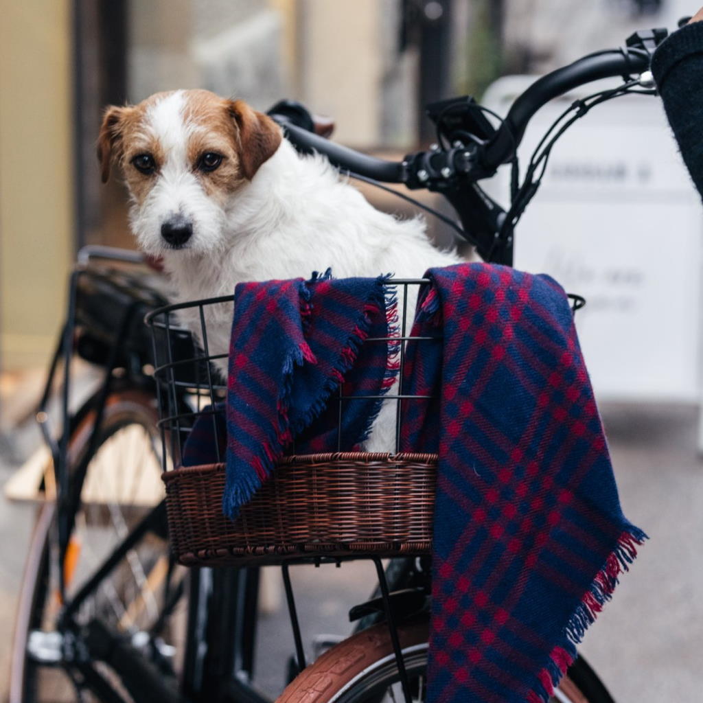 Urban Cruiser Ex Demo